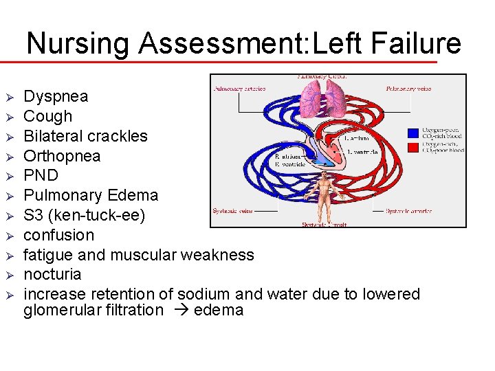 Nursing Assessment: Left Failure Ø Ø Ø Dyspnea Cough Bilateral crackles Orthopnea PND Pulmonary