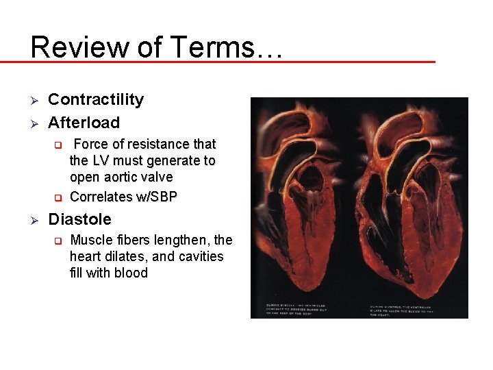 Review of Terms… Ø Ø Contractility Afterload q q Ø Force of resistance that