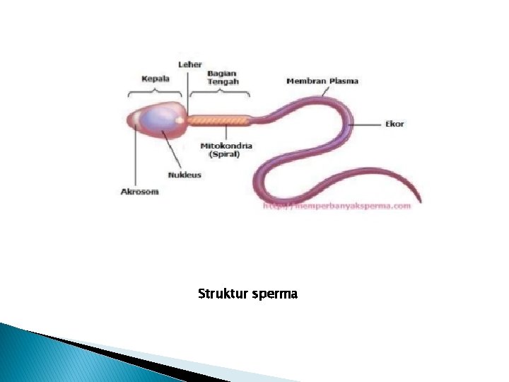 Struktur sperma 
