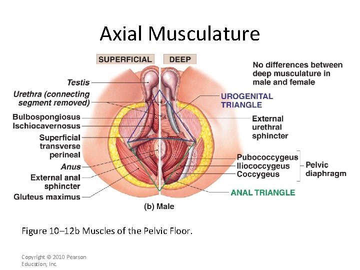 Axial Musculature [INSERT FIG. 11. 12 b] Figure 10– 12 b Muscles of the