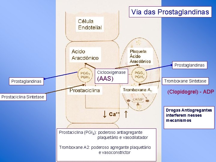Via das Prostaglandinas Ciclooxigenase Prostaglandinas (AAS) Tromboxane Sintetase (Clopidogrel) - ADP Prostaciclina Sintetase ↓