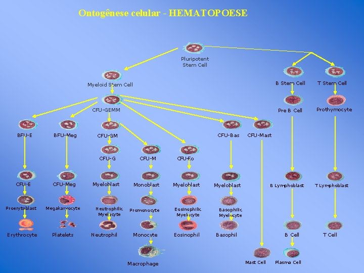 Ontogênese celular - HEMATOPOESE Pluripotent Stem Cell B Stem Cell Myeloid Stem Cell CFU-GEMM