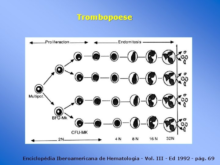 Trombopoese Enciclopédia Iberoamericana de Hematologia - Vol. III - Ed 1992 - pág. 69