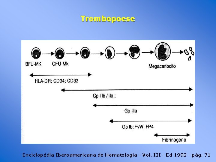 Trombopoese Enciclopédia Iberoamericana de Hematologia - Vol. III - Ed 1992 - pág. 71