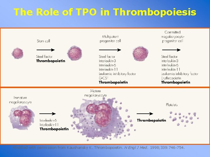 The Role of TPO in Thrombopoiesis Modified with permission from Kaushansky K. Thrombopoietin. N