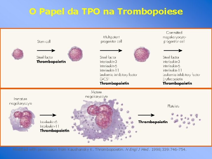 O Papel da TPO na Trombopoiese Modified with permission from Kaushansky K. Thrombopoietin. N