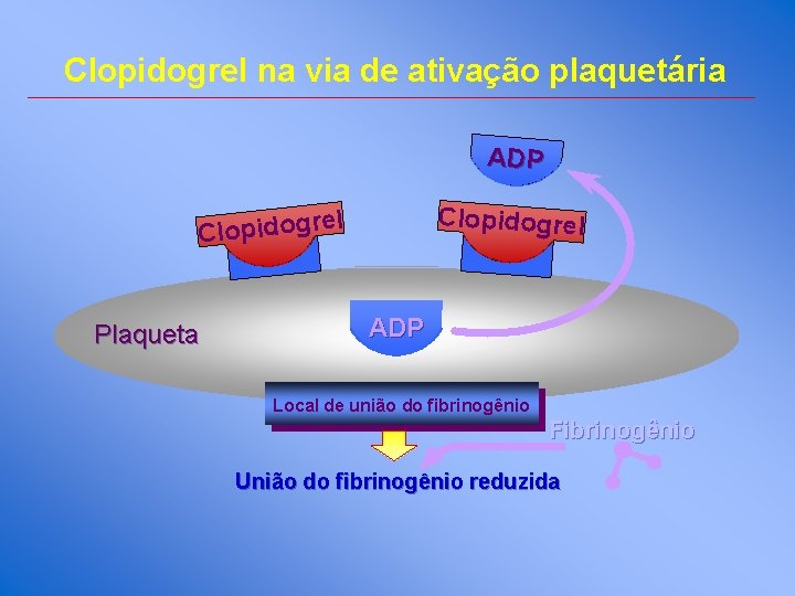 Clopidogrel na via de ativação plaquetária ADP Clopidogrel l e r g o d