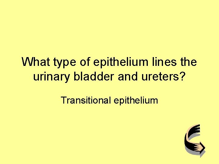 What type of epithelium lines the urinary bladder and ureters? Transitional epithelium 
