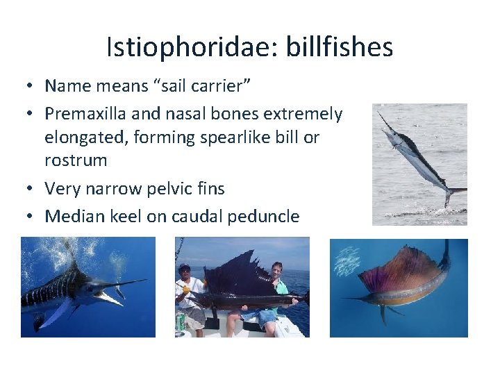 Istiophoridae: billfishes • Name means “sail carrier” • Premaxilla and nasal bones extremely elongated,