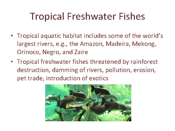 Tropical Freshwater Fishes • Tropical aquatic habitat includes some of the world’s largest rivers,