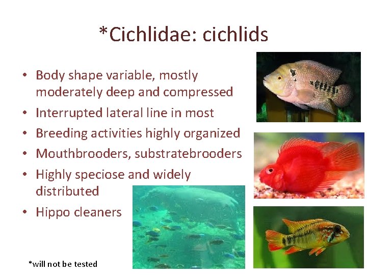 *Cichlidae: cichlids • Body shape variable, mostly moderately deep and compressed • Interrupted lateral