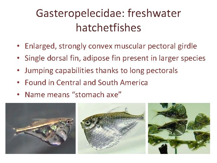 Gasteropelecidae: freshwater hatchetfishes • • • Enlarged, strongly convex muscular pectoral girdle Single dorsal