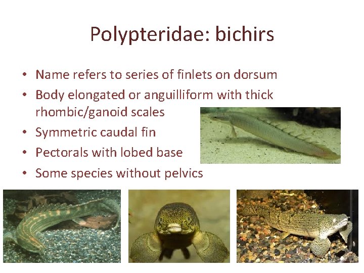 Polypteridae: bichirs • Name refers to series of finlets on dorsum • Body elongated