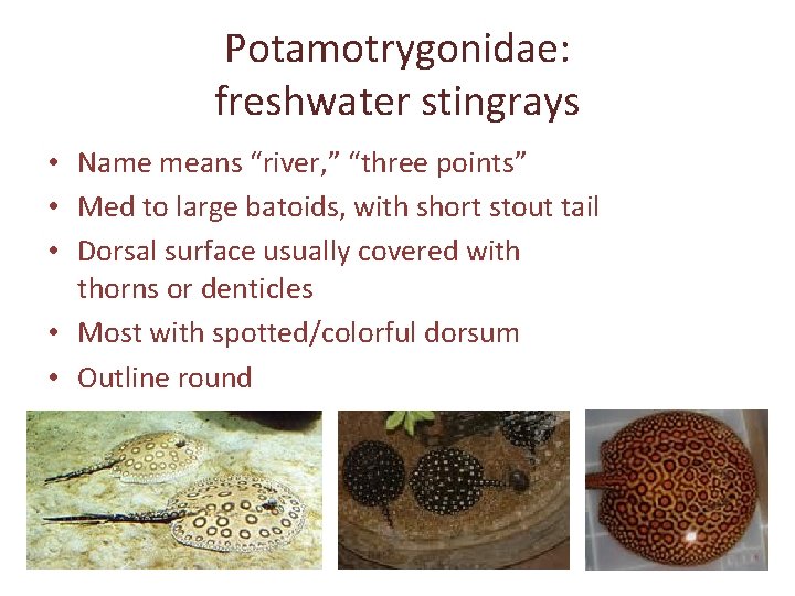 Potamotrygonidae: freshwater stingrays • Name means “river, ” “three points” • Med to large