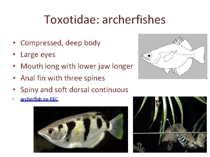 Toxotidae: archerfishes • • • Compressed, deep body Large eyes Mouth long with lower