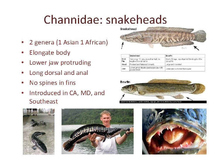 Channidae: snakeheads • • • 2 genera (1 Asian 1 African) Elongate body Lower