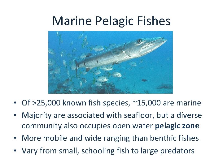 Marine Pelagic Fishes • Of >25, 000 known fish species, ~15, 000 are marine