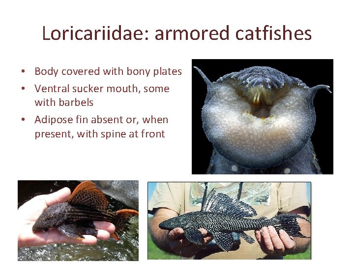 Loricariidae: armored catfishes • Body covered with bony plates • Ventral sucker mouth, some