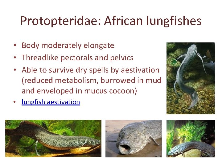 Protopteridae: African lungfishes • Body moderately elongate • Threadlike pectorals and pelvics • Able