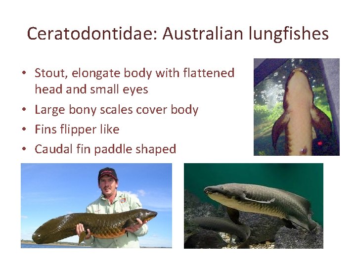 Ceratodontidae: Australian lungfishes • Stout, elongate body with flattened head and small eyes •