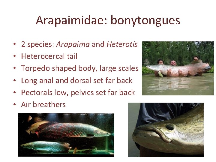 Arapaimidae: bonytongues • • • 2 species: Arapaima and Heterotis Heterocercal tail Torpedo shaped