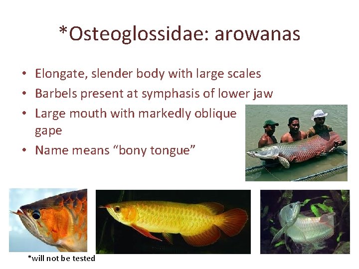 *Osteoglossidae: arowanas • Elongate, slender body with large scales • Barbels present at symphasis