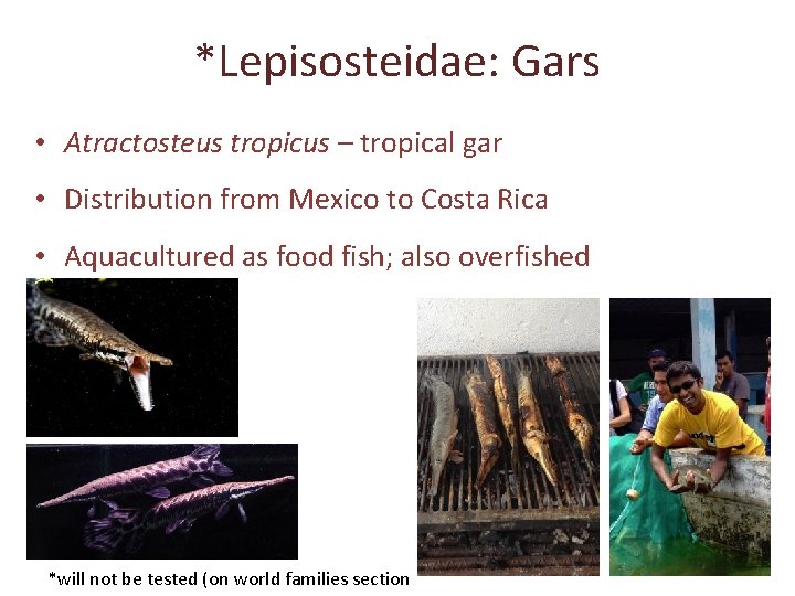 *Lepisosteidae: Gars • Atractosteus tropicus – tropical gar • Distribution from Mexico to Costa