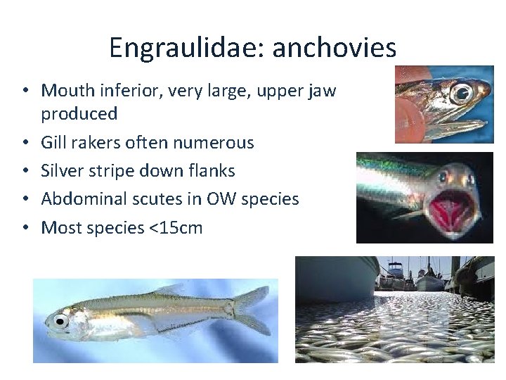Engraulidae: anchovies • Mouth inferior, very large, upper jaw produced • Gill rakers often