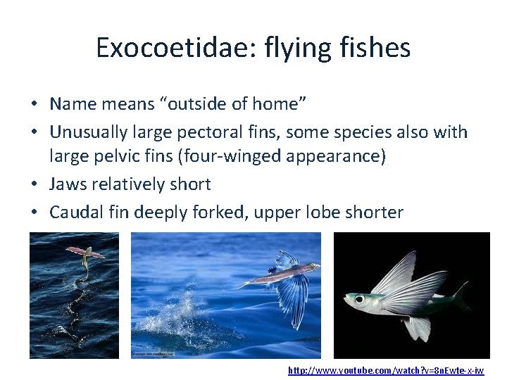 Exocoetidae: flying fishes • Name means “outside of home” • Unusually large pectoral fins,