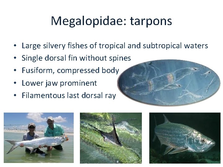 Megalopidae: tarpons • • • Large silvery fishes of tropical and subtropical waters Single