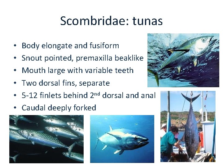 Scombridae: tunas • • • Body elongate and fusiform Snout pointed, premaxilla beaklike Mouth