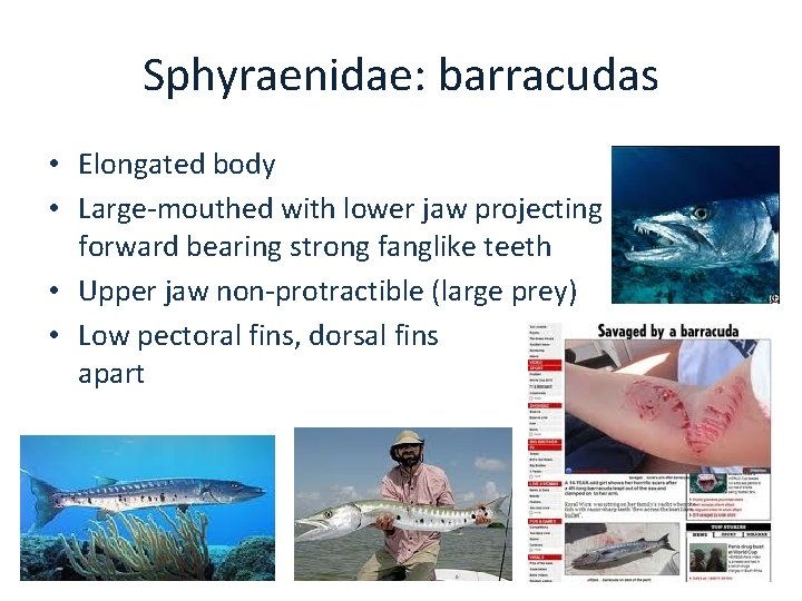 Sphyraenidae: barracudas • Elongated body • Large-mouthed with lower jaw projecting forward bearing strong