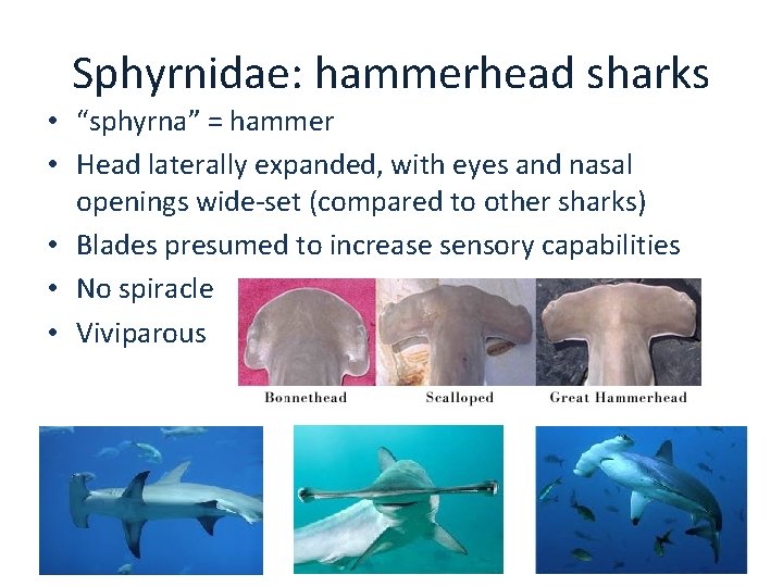 Sphyrnidae: hammerhead sharks • “sphyrna” = hammer • Head laterally expanded, with eyes and