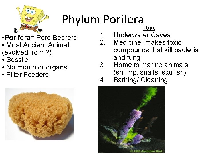 Phylum Porifera • Porifera= Pore Bearers • Most Ancient Animal. (evolved from ? )