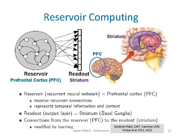 Reservoir Computing Striatum PFC Prefrontal Cortex (PFC) Striatum Xavier HINAUT - Mnémosyne Goldman-Rakic, 1987.
