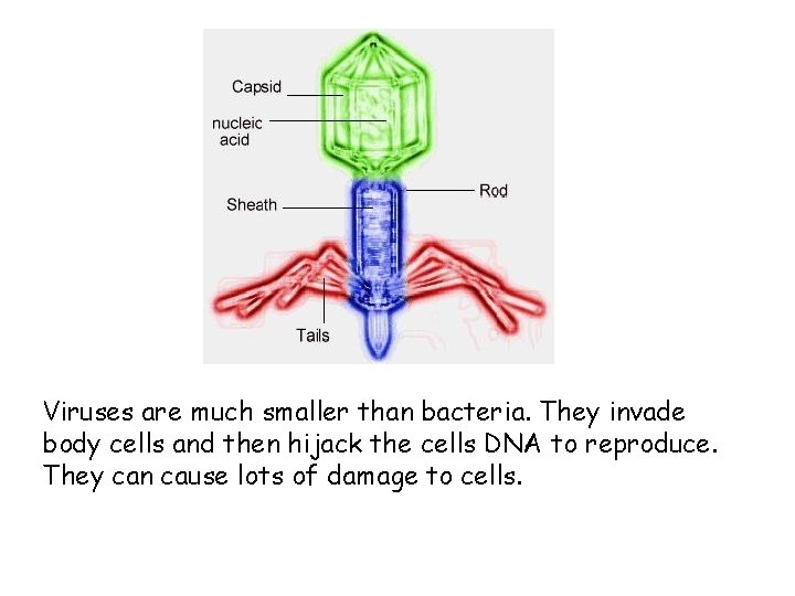 Viruses are much smaller than bacteria. They invade body cells and then hijack the