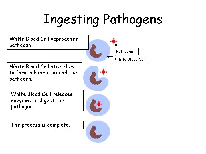 Ingesting Pathogens White Blood Cell approaches pathogen Pathogen White Blood Cell stretches to form