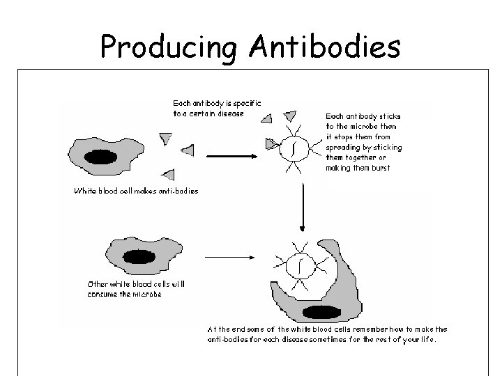 Producing Antibodies 