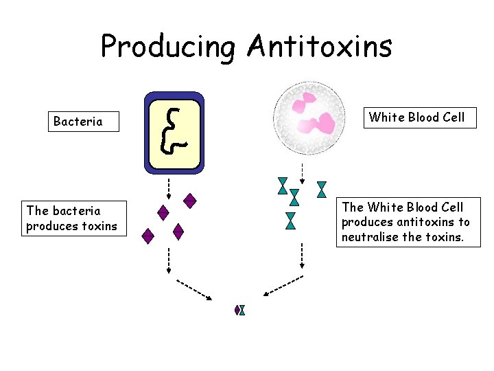 Producing Antitoxins Bacteria The bacteria produces toxins White Blood Cell The White Blood Cell