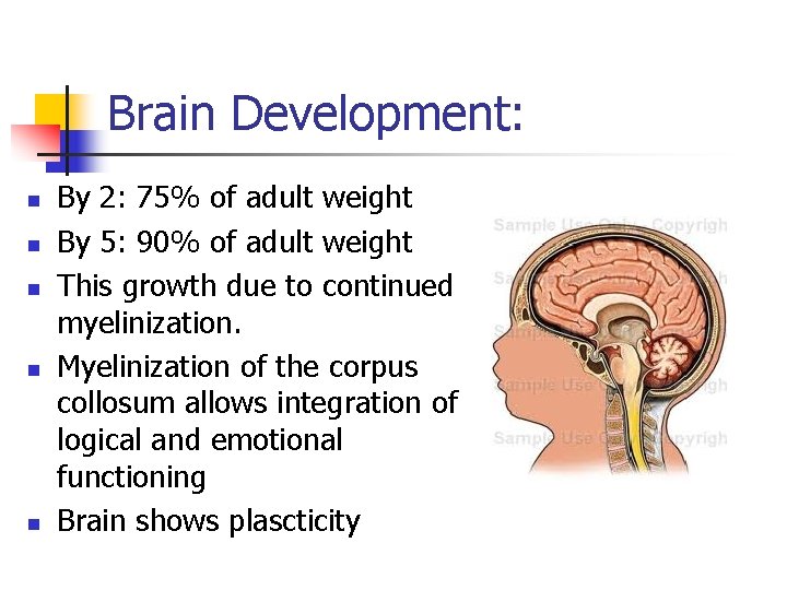 Brain Development: n n n By 2: 75% of adult weight By 5: 90%