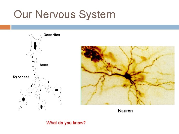 Our Nervous System Neuron What do you know? 