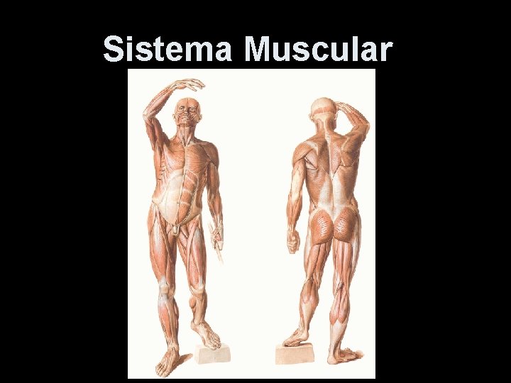 Sistema Muscular 