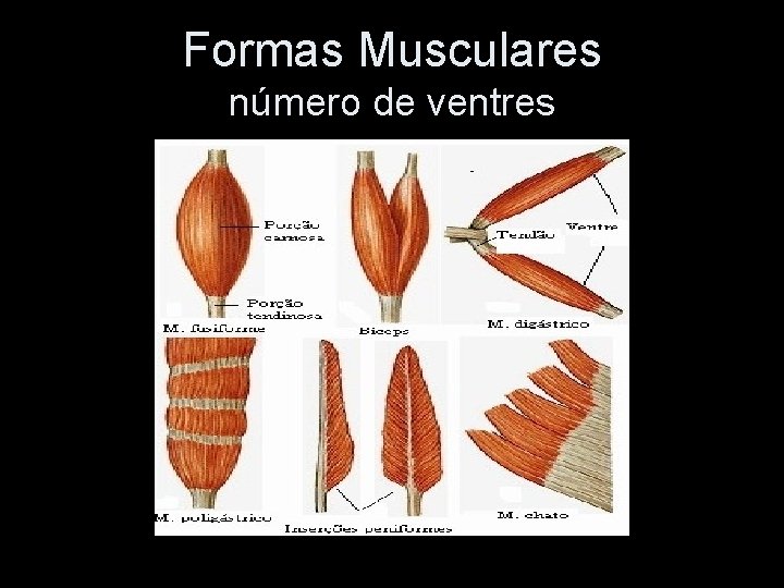 Formas Musculares número de ventres 