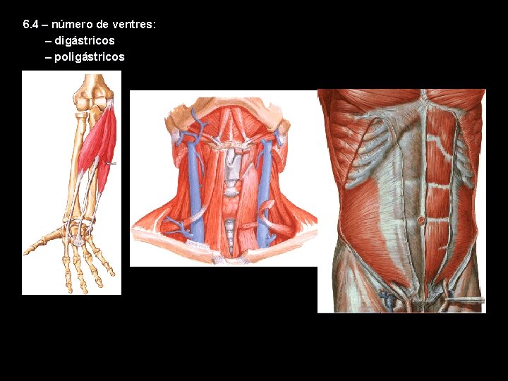 6. 4 – número de ventres: – digástricos – poligástricos 