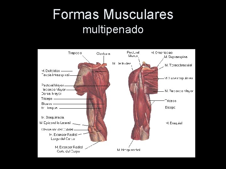 Formas Musculares multipenado 