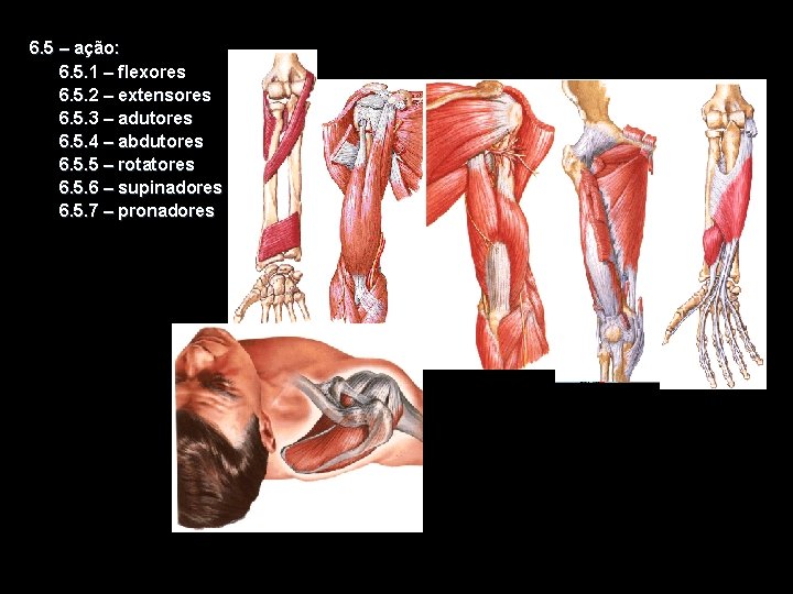 6. 5 – ação: 6. 5. 1 – flexores 6. 5. 2 – extensores
