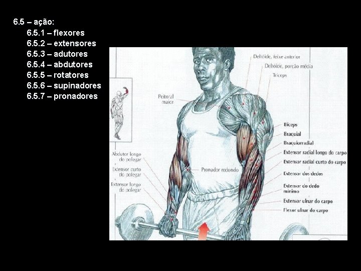 6. 5 – ação: 6. 5. 1 – flexores 6. 5. 2 – extensores