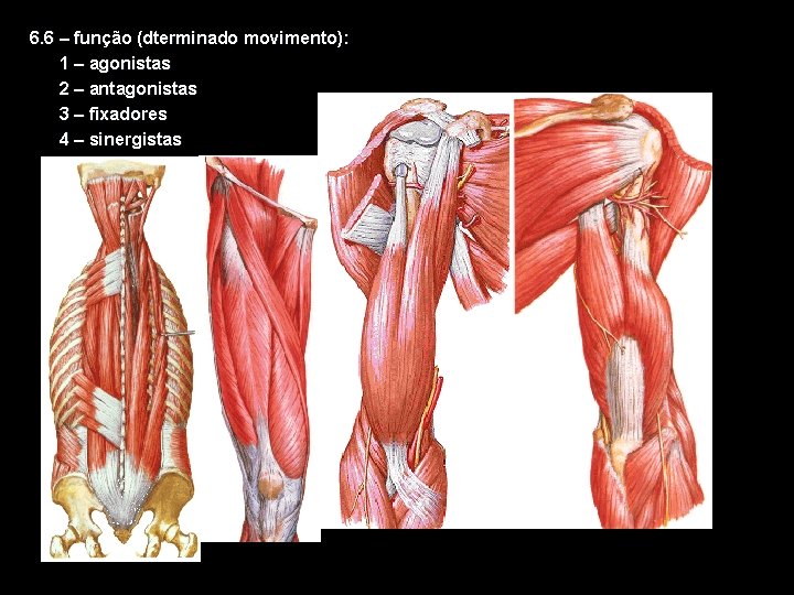 6. 6 – função (dterminado movimento): 1 – agonistas 2 – antagonistas 3 –