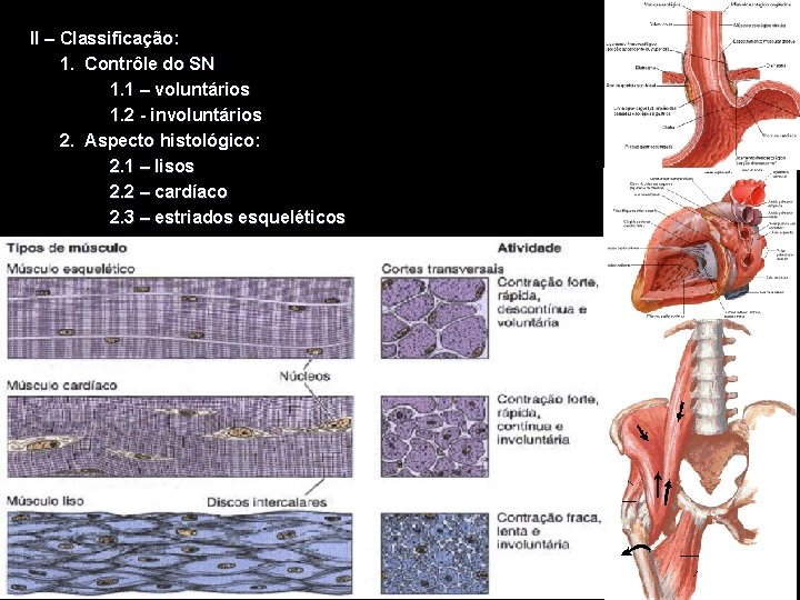 II – Classificação: 1. Contrôle do SN 1. 1 – voluntários 1. 2 -