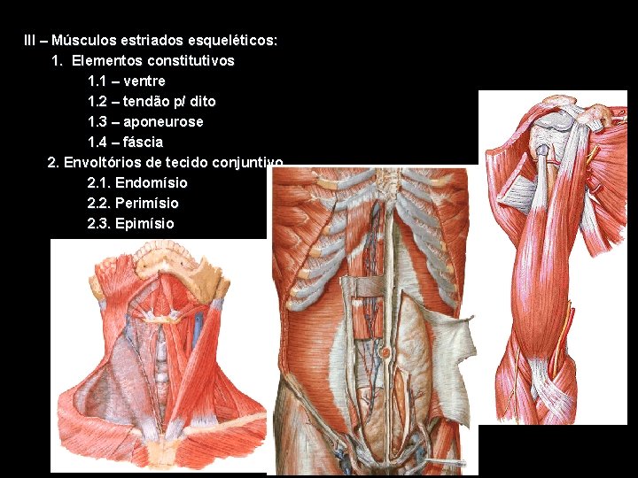 III – Músculos estriados esqueléticos: 1. Elementos constitutivos 1. 1 – ventre 1. 2